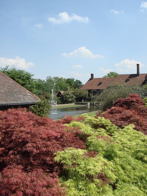 Acer palmatum en melange